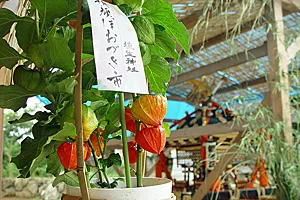 埴生神社 朝顔・ほおづき市2026｜日程・見どころ・埴生神社の由来とアクセス