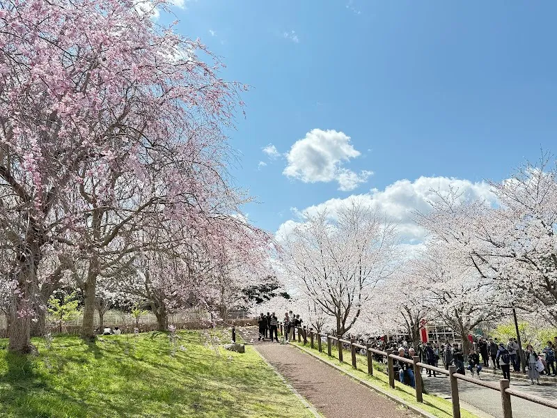 さくらの山公園駐車場 の写真 1
