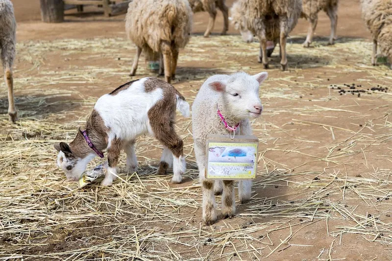 成田ゆめ牧場（入口） の写真 4